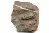 Colorful Austerops Trilobite Fossil - Jorf, Morocco #372418-3
